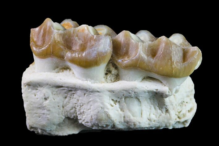 Fossil Horse (Mesohippus) Jaw Section - South Dakota #157451